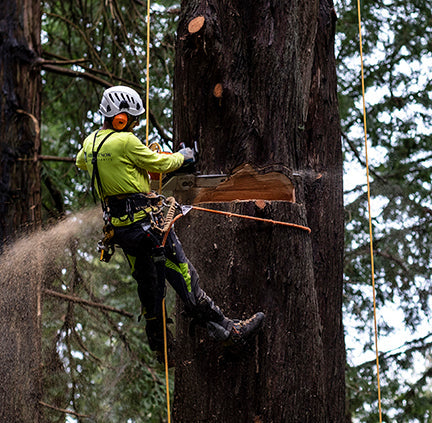 ARBORIST
